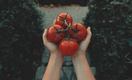 Загубите помидоры: 4 типичные ошибки, которые лишат вас урожая томатов