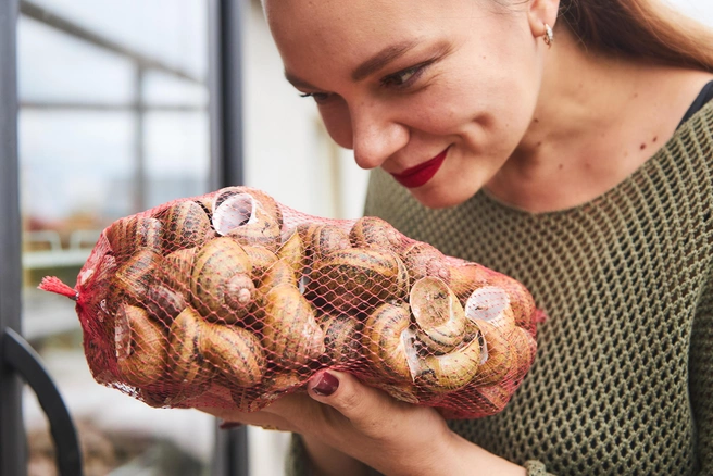 Впрочем, Елене далеко ходить не нужно и кремы за много тысяч тоже не нужны — она просто дает улиткам поползать по рукам и мажет лицо слизью, которая осталась после. Говорит, чистый коллаген. Результат налицо: 36 лет, четверо детей и ни одной морщинки! | Источник: Роман Данилкин / 63.RU