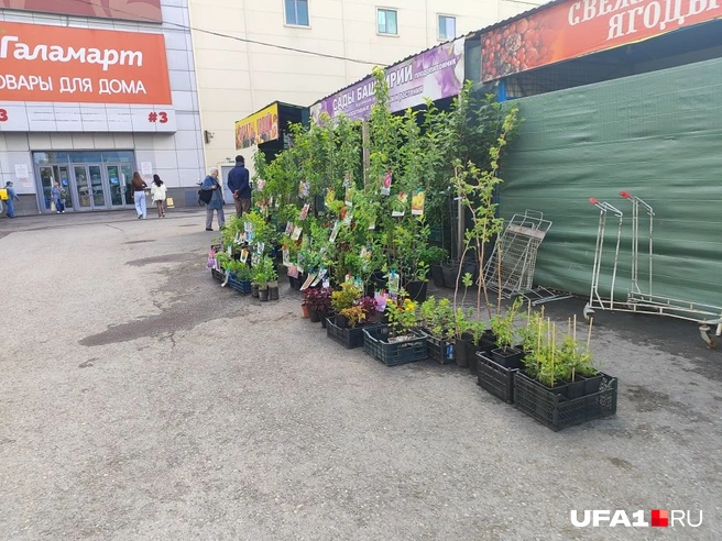 Тут выставился только один питомник | Источник: Марина Каримова / UFA1.RU