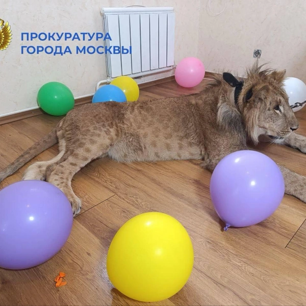 Источник: ПРОКУРАТУРА МОСКВЫ