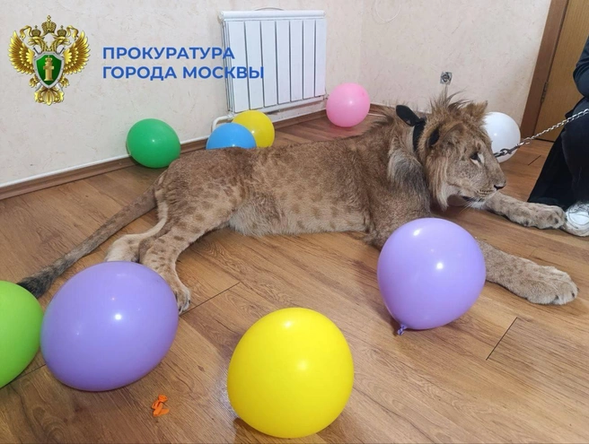 В Москве спасли льва с детенышем | Источник: Прокуратура Москвы / MSK1.RU