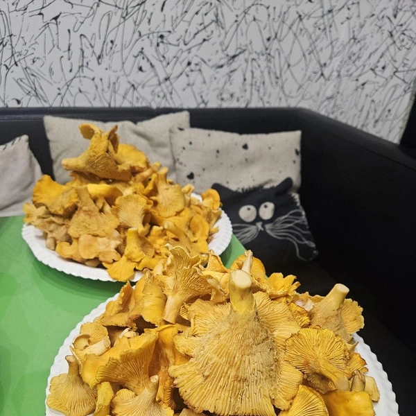 Источник: Римма Боева / «Грибы и грибники Екатеринбурга и Свердловской области» / Vk.com