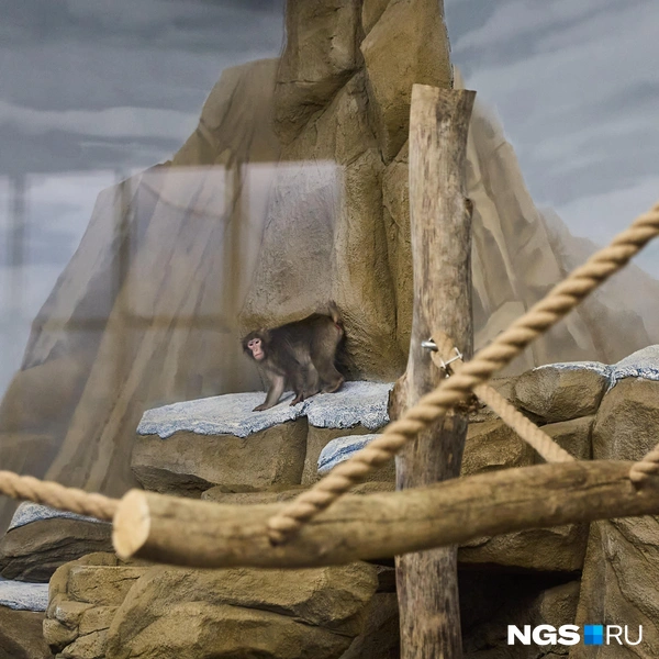 В помещении тепло  | Источник: Александр Ощепков / NGS.RU