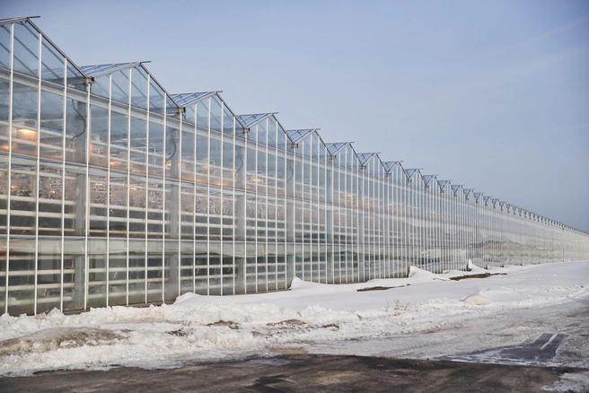 Первые посадки запланированы на весну 2026 года в рамках лесовосстановления | 142.ru