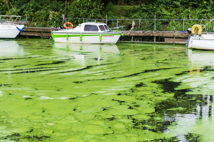 Заросшая сине-зелеными водорослями река в Северной Ирландии.