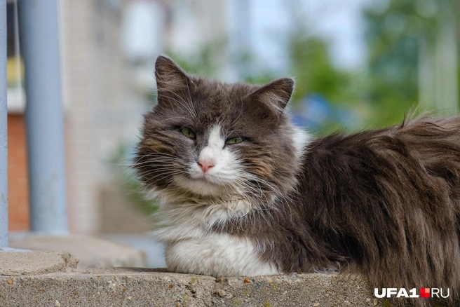Затонский котик одобряет такие прогулки | Источник: Булат Салихов / UFA1.RU