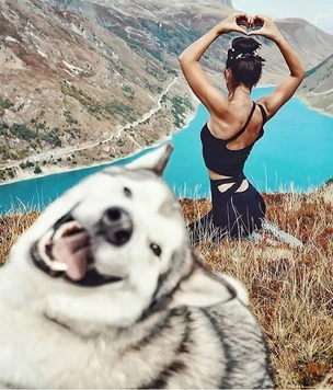 Очень смешные собаки и кошки, которые испортили людям фотографию