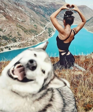Очень смешные собаки и кошки, которые испортили людям фотографию