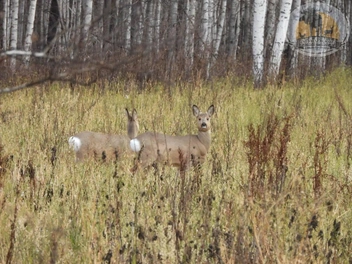 «Терли свинки друг другу спинки»: банда кабанов устроила спа в тюменском лесу  | Источник: Охотхозяйство Чугунаевское