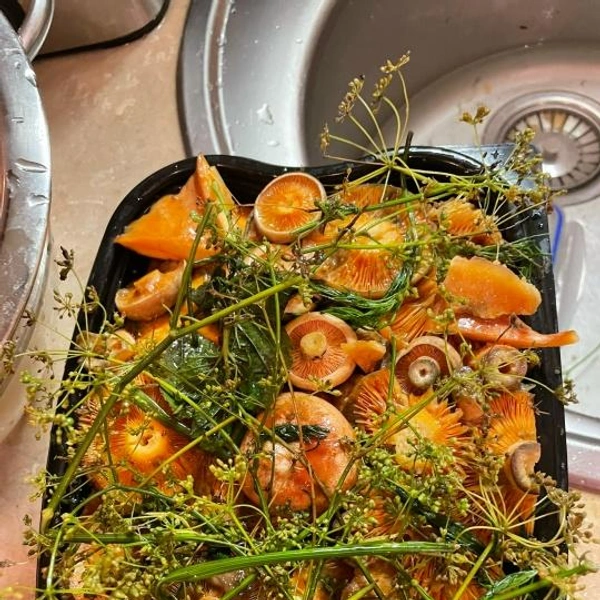 Источник: Елена Иванова / Грибы в Подмосковье 2025 / VK.com