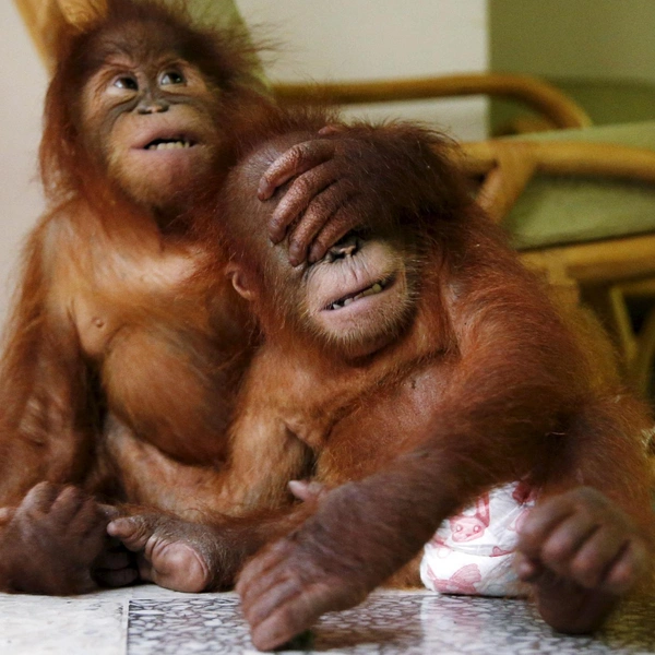 Источник: Соцсети