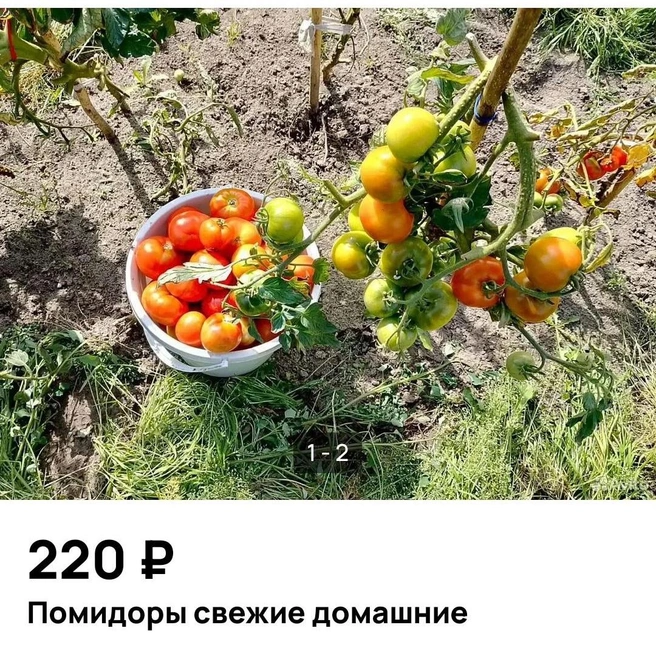 Домашние помидоры отличаются от магазинных | Источник: Avito.ru