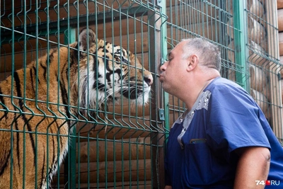 Tigers, Lions, and More: The Transformations of Chelyabinsk's Top Vet's Patients