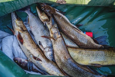 Жители Ямала получат деньги за информацию о браконьерстве