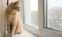 Смертельная ловушка: почему кошкам нельзя и близко подходить к пластиковым окнам