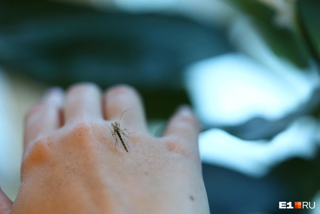 Специалисты следят за ситуацией  | Источник: Владислав Лоншаков / E1.RU