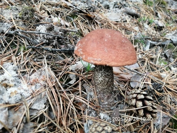 Найти красноголовик в этом году? Миссия выполнена  | Источник: Сергей Копылов / Vk.com