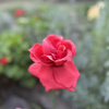 userpic__Dana