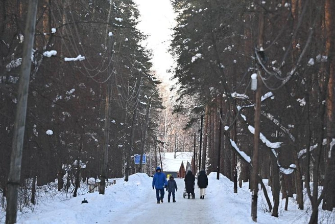 В Парке Победы приятно погулять среди сосен | Источник: Максим Воробьев