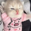 userpic__к1са