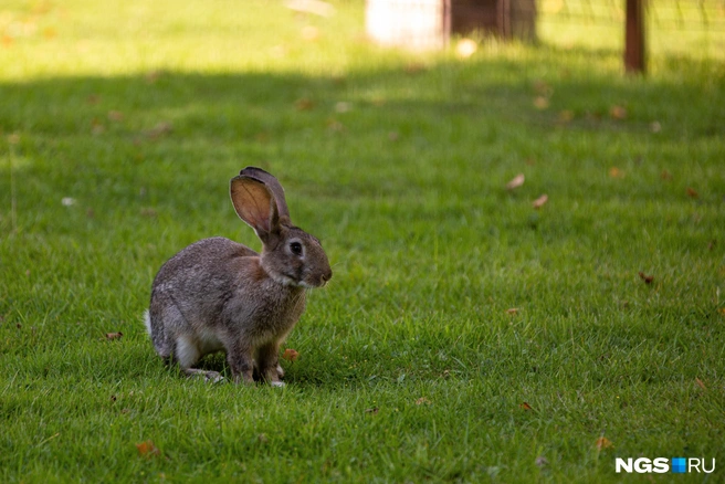 В прошлом году на три района города выделили по 15 миллионов | Источник: Александр Ощепков / NGS.RU