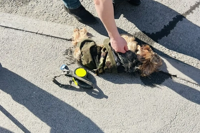 Питбуль напал на женщину и собаку в Тюмени