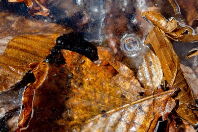 Завтра в Приморье ожидаются дожди и потепление