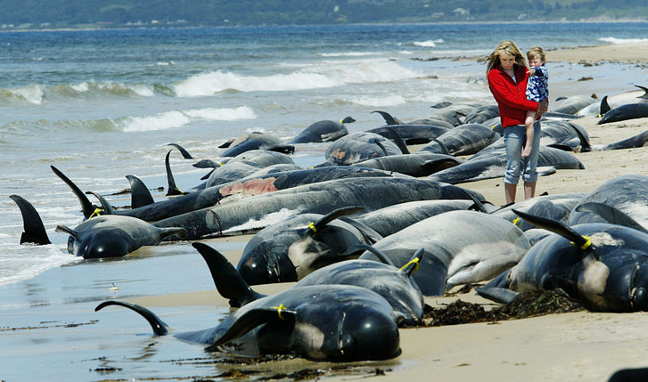 В Австралии на берег выбросились десятки дельфинов