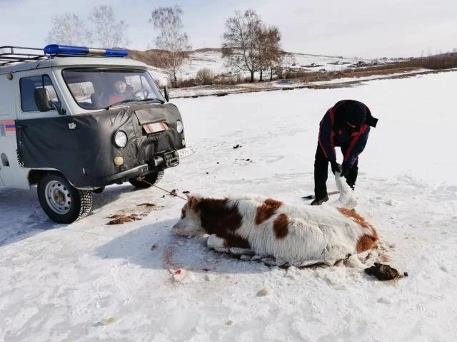 Корова не пострадала | Источник: ГУ «Забайкалпожспас» / «ВКонтакте»