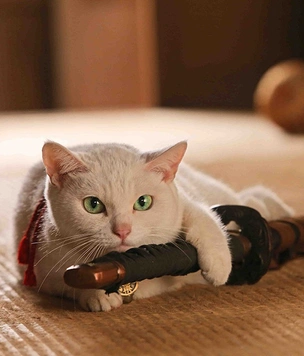 10 вещей, которые нельзя делать с кошкой