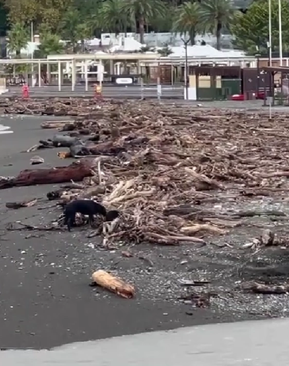 Пляж «Ривьера» утром 11 октября | Источник: Константин Бредников / telegram