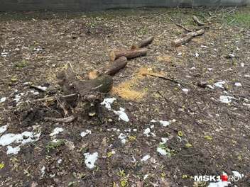 Фото было сделано в районе метро «Университет» 29 апреля | Источник: Софья Чатинян / MSK1.RU