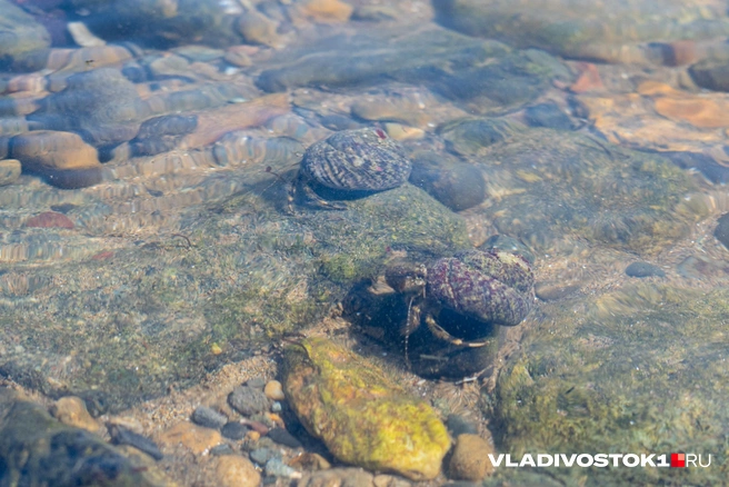 Источник: Елена Буйвол / VLADIVOSTOK1.RU
