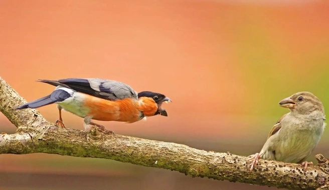 Источник: Lutz Klapp / The Nature Photography Contest 2024
