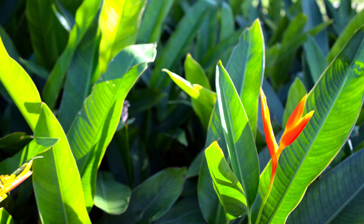 Экстраверт-бамбук или интуит-бонсай: какое ты растение по типу личности Майерс-Бриггс