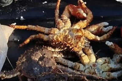 Суд оштрафовал браконьеров за вылов 774 гребешков в Корсакове