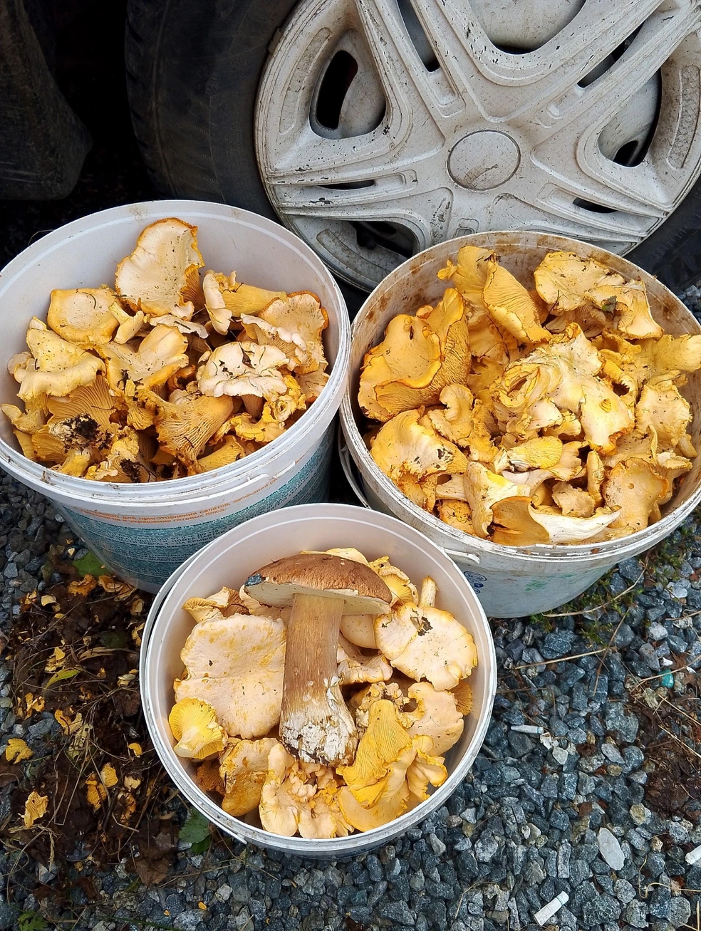 Целых три ведерка набрал Сергей  | Источник: Грибы Челябинской области / Vk.com