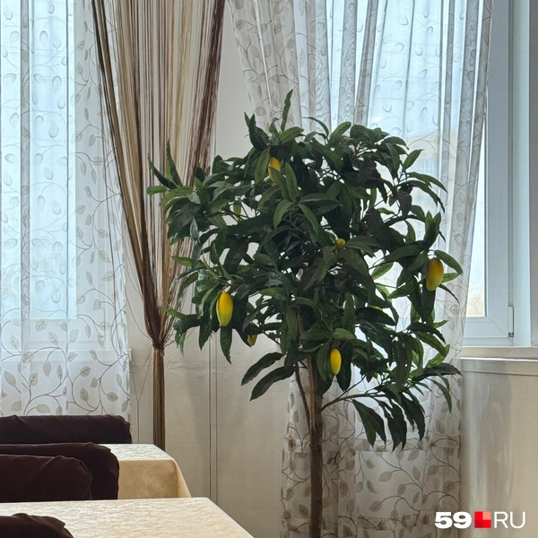 А как вам манго? | Источник: Наталья Пальникова / 59.RU
