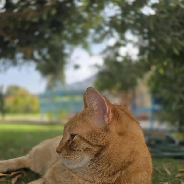 Источник: Алексей Котельников