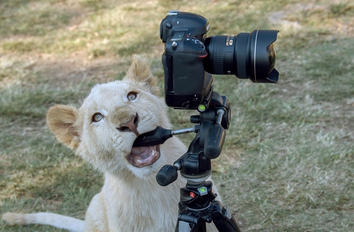 Талантливый фотограф