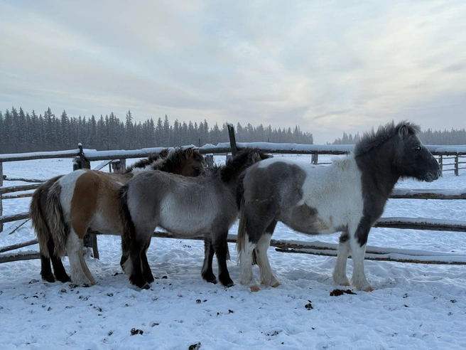 Жеребята из табуна | Источник: Татьяна и Георгий Васильевы / Личный архив