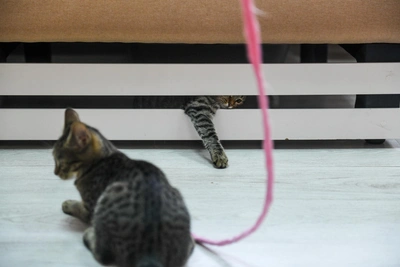 Пожар в котокафе «Мяурум»: кошки сбежали, две в клинике