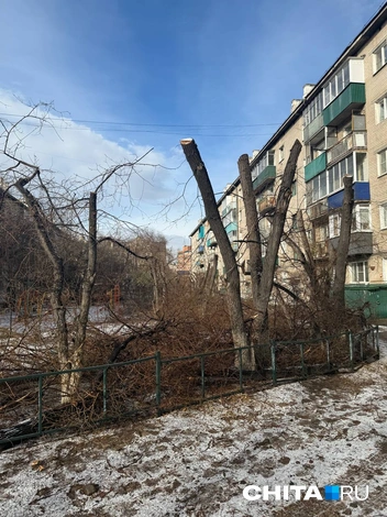 Ветки валяются рядом | Источник: очевидец