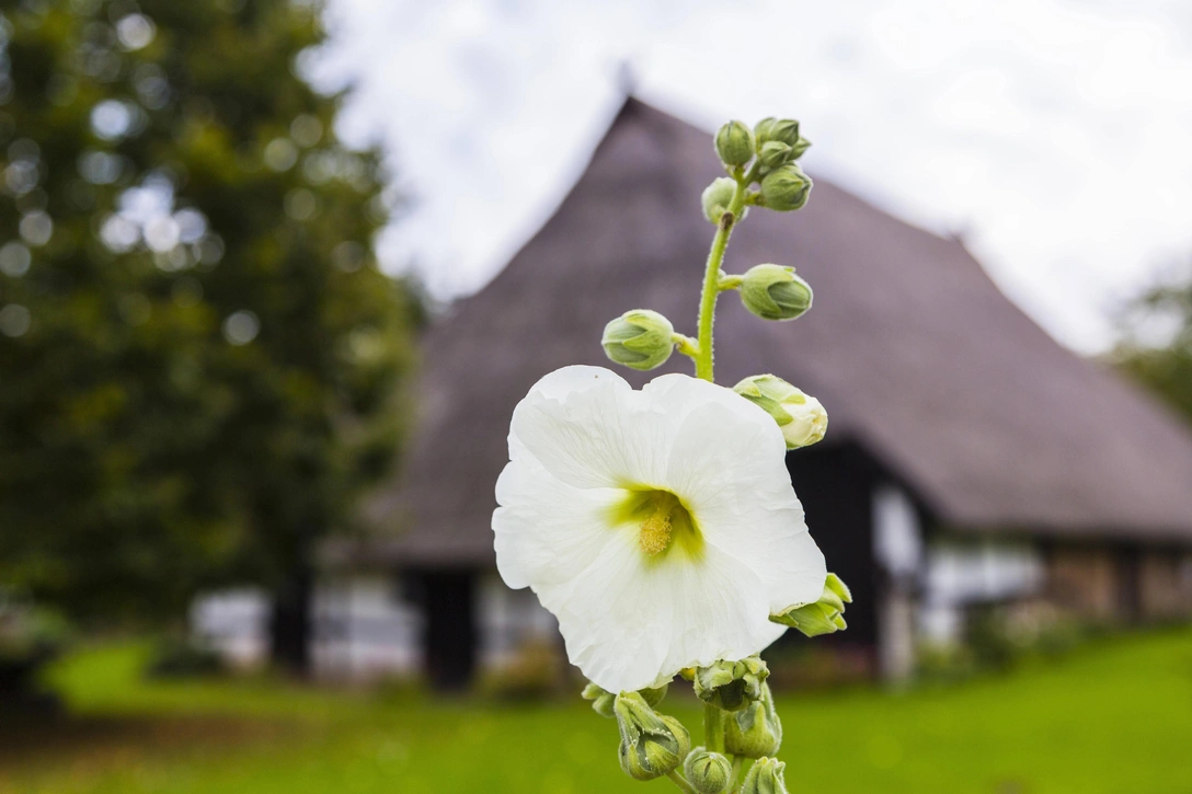 Как сажать и выращивать мальвы: полезные советы | Источник: blickwinkel