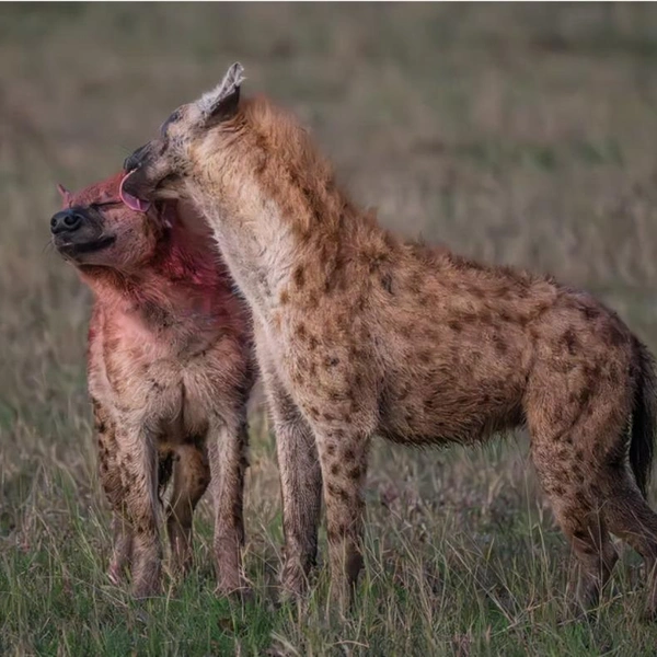 Источник: Valerie Neumann / The Artist Gallery Awards&nbsp;— Wildlife 2025