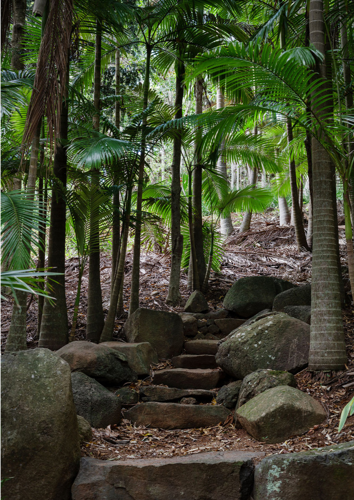 Тропический сад в Австралии
