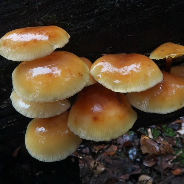 Источник: Андрей Сластенко / «Грибники Подмосковья» / vk.com