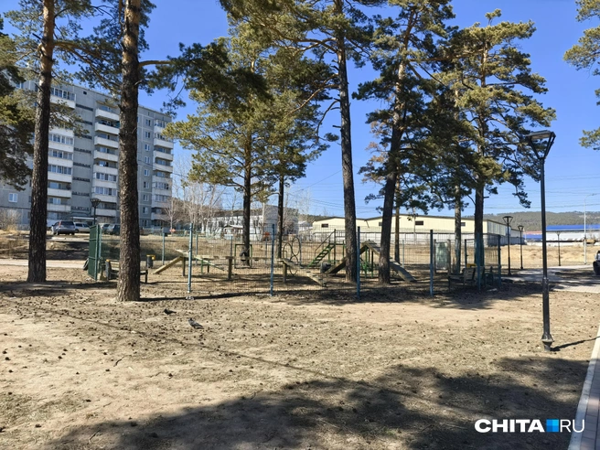 Возможно, владельцы выгуливают собак не только в этом загончике | Источник: Дарья Кливенкова / CHITA.RU