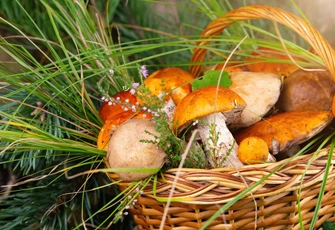 Ошибка стоит жизни: полный разбор 10 съедобных грибов и их двойников, которые притворяются нашими любимцами