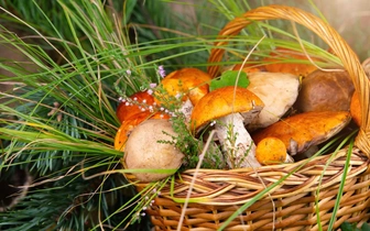 Ошибка стоит жизни: полный разбор 10 съедобных грибов и их двойников, которые притворяются нашими любимцами